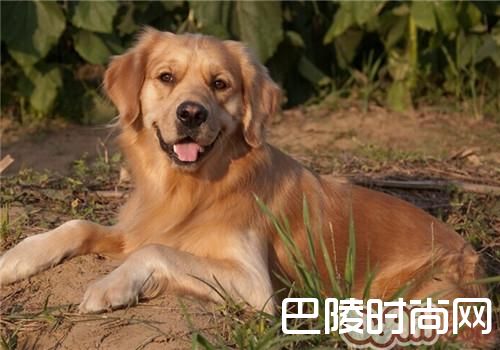 金毛犬 金毛犬