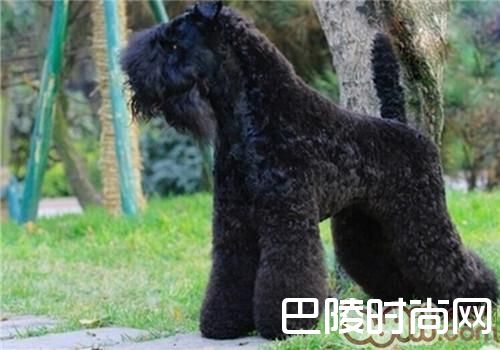 凯利蓝梗 凯利蓝梗