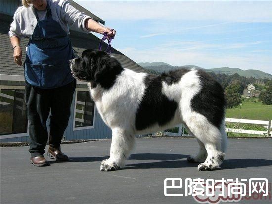 纽芬兰犬