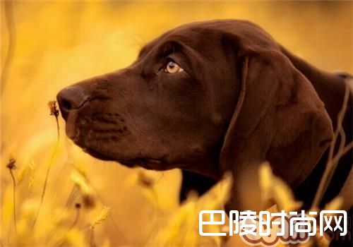 德国短毛指示犬