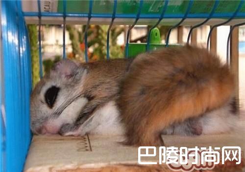 日本小鼯鼠 日本小鼯鼠