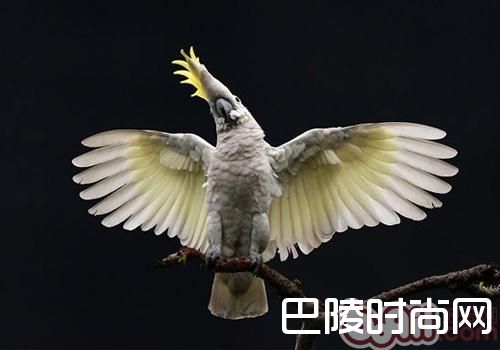 小葵花凤头鹦鹉 小葵花凤头鹦鹉