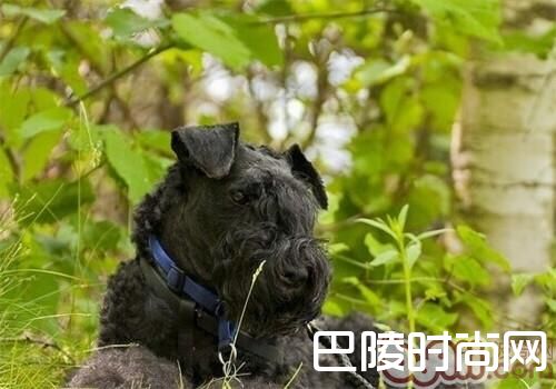 凯利蓝梗 凯利蓝梗