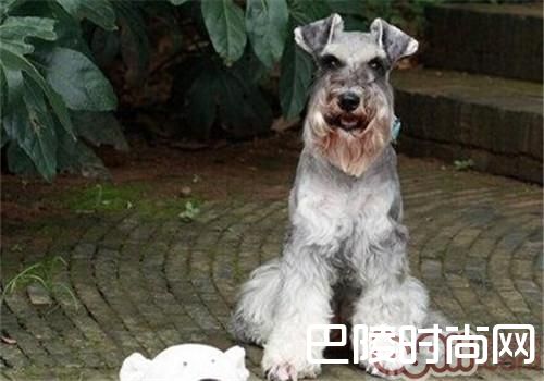 标准雪纳瑞 标准雪纳瑞