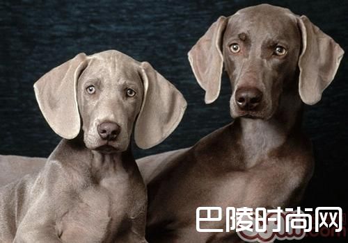 威玛猎犬 威玛猎犬
