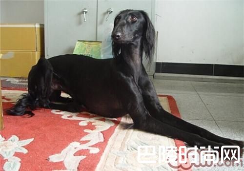 东非猎犬