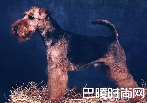 威尔士梗 威尔士梗