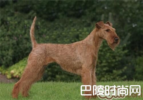 爱尔兰梗 爱尔兰梗
