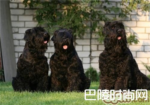 黑俄罗斯梗 黑俄罗斯梗