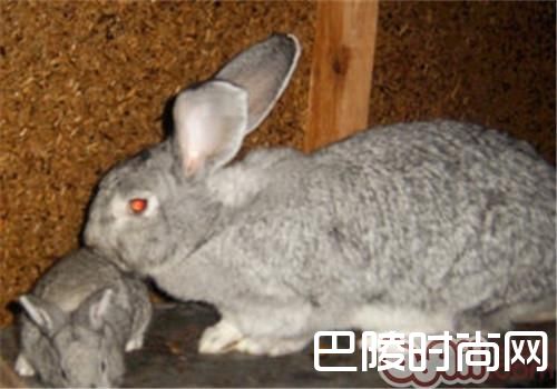 青紫蓝兔 青紫蓝兔