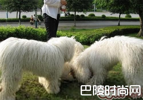 可蒙犬 可蒙犬