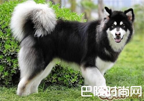 阿拉斯加犬