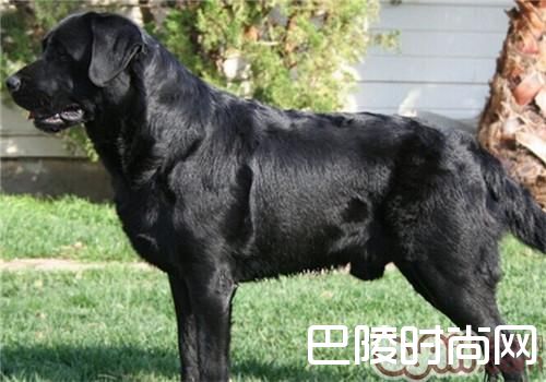 拉布拉多猎犬