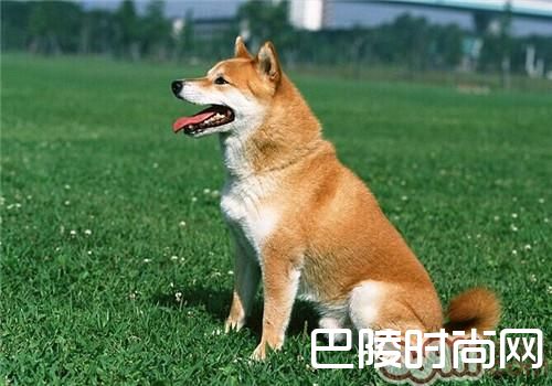 柴犬 柴犬