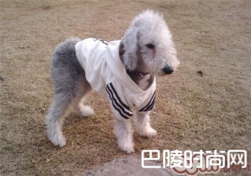 贝灵顿梗 贝灵顿梗