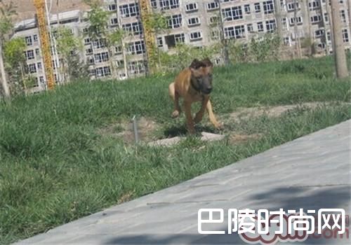 马利诺斯犬 马利诺斯犬