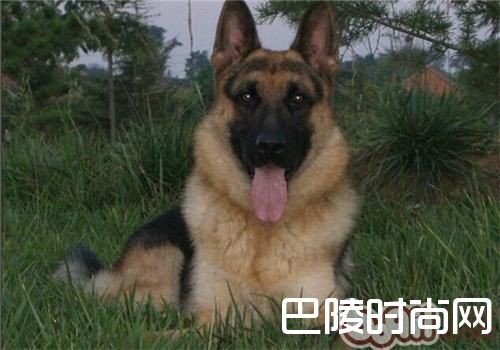 德国牧羊犬