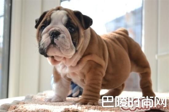 英国斗牛犬 英国斗牛犬