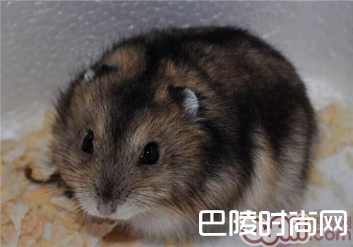 三线仓鼠 三线仓鼠