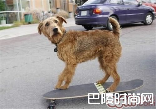 爱尔兰梗 爱尔兰梗