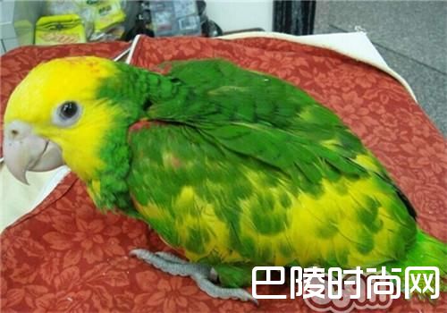 双黄头亚马逊鹦鹉