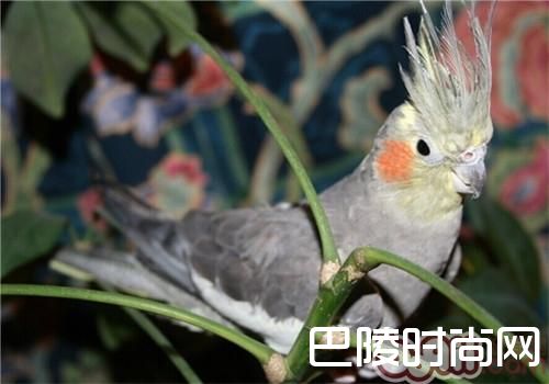 鸡尾鹦鹉 鸡尾鹦鹉