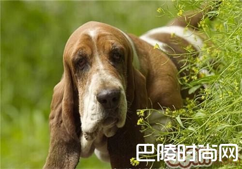 巴吉度猎犬 巴吉度猎犬
