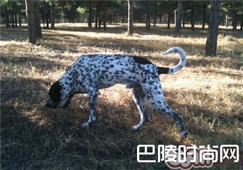 德国刚毛指示犬