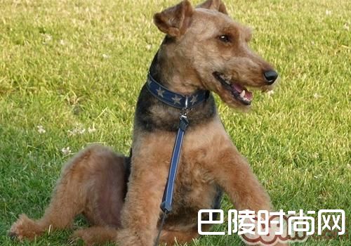 威尔士梗 威尔士梗