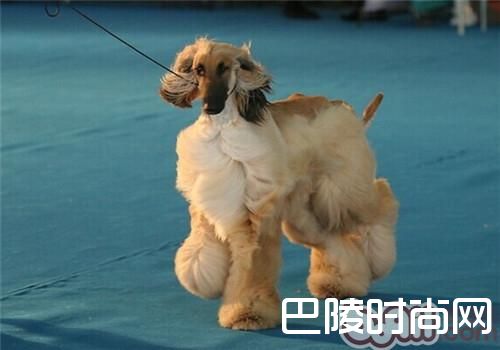阿富汗猎犬