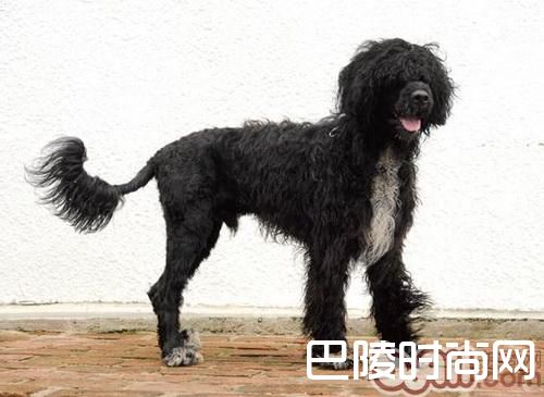葡萄牙水犬