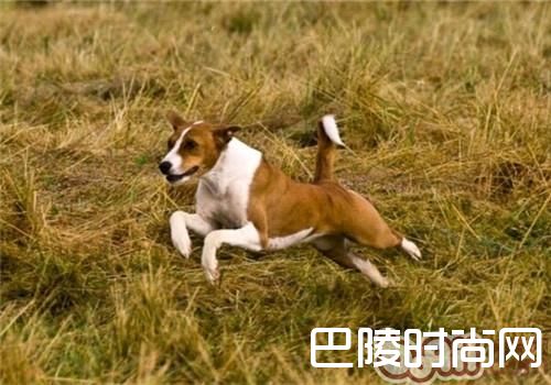 贝生吉犬 贝生吉犬