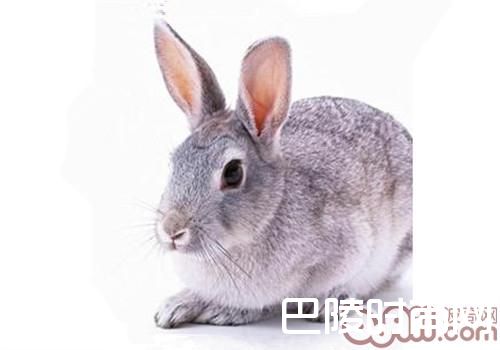 青紫蓝兔 青紫蓝兔