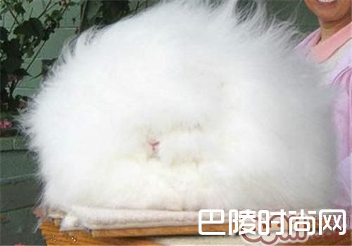 安哥拉兔 安哥拉兔