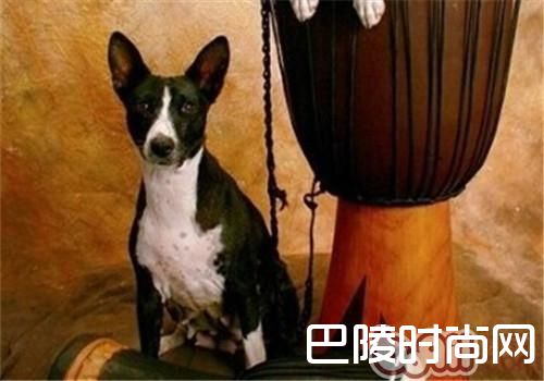 贝生吉犬
