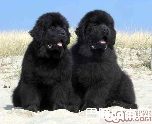 纽芬兰犬