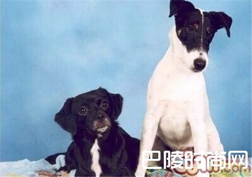 平毛猎狐梗 平毛猎狐梗