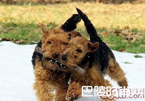 威尔士梗 威尔士梗