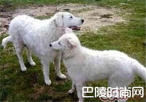 哥威斯犬 哥威斯犬