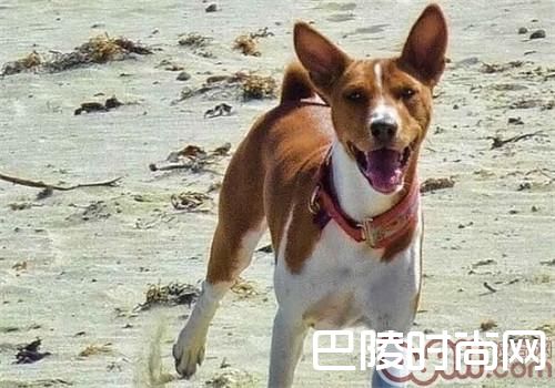 贝生吉犬