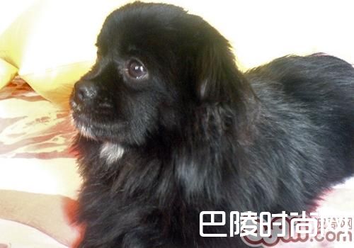 西藏猎犬 西藏猎犬