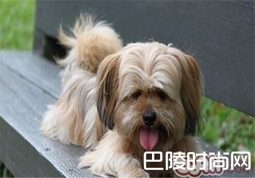 拉萨犬 拉萨犬