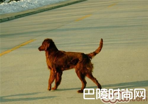 爱尔兰雪达犬 爱尔兰雪达犬