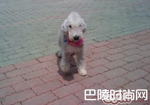 贝灵顿梗 贝灵顿梗