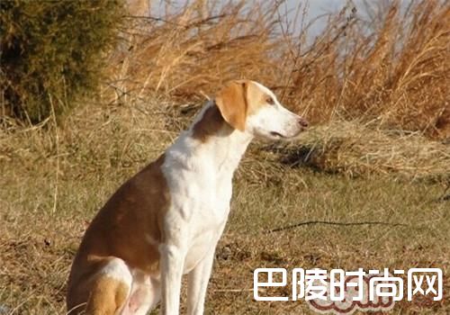 美国猎狐犬