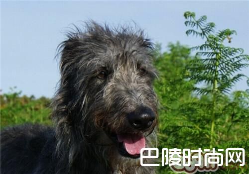 苏格兰猎鹿犬