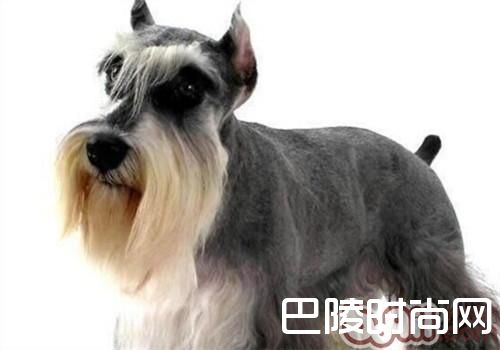 标准雪纳瑞 标准雪纳瑞