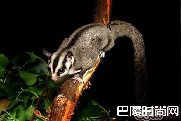 澳洲蜜袋鼯 澳洲蜜袋鼯