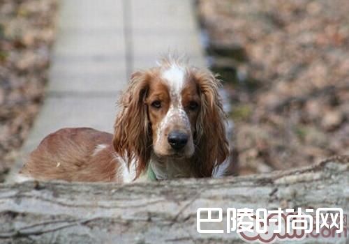 威尔士史宾格犬
