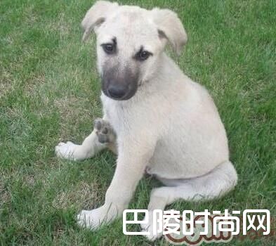 安娜图牧羊犬